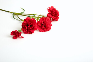 Four red carnations lie on white background. Isolated flowers branch. Banner. Copy space. Template business card. Flower shop concept. May 9 Victory Day. Love symbol. Layout. Holiday postcard mockup