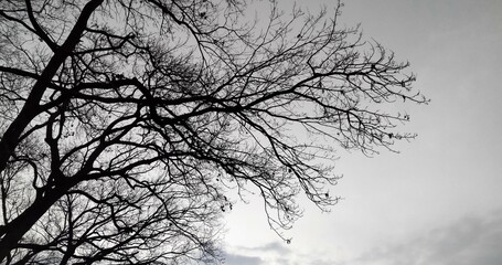 冬枯れの木と曇り空