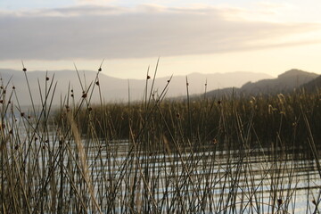 Junco