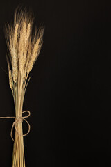 Ears of wheat on a dark background