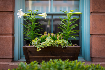 Flower wooden planter placed in front of window in urban city during spring time