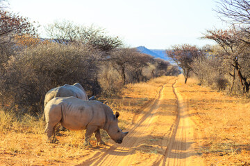 White rhino in natural habitat in Waterberg Plateau National Park in Namibia.