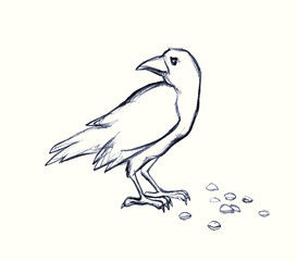 Pencil drawing. Crows peck at the grain