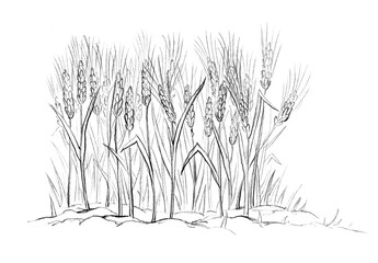 Pencil drawing. Field of ripe wheat