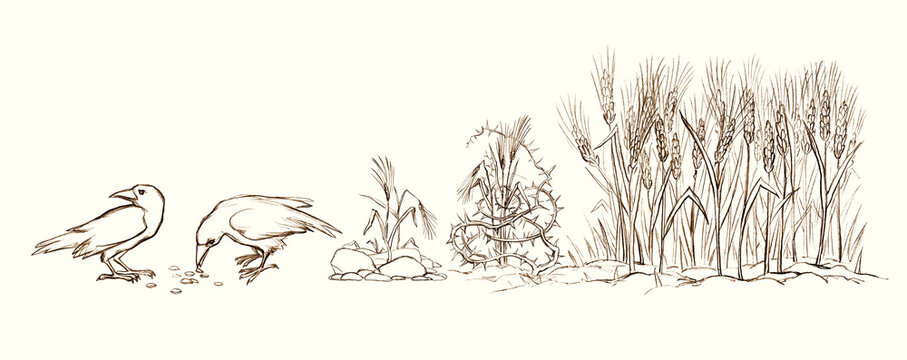 Pencil drawing. Field of ripe wheat