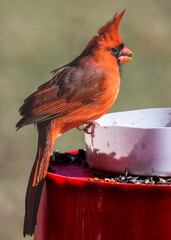 male Cardinal Perched