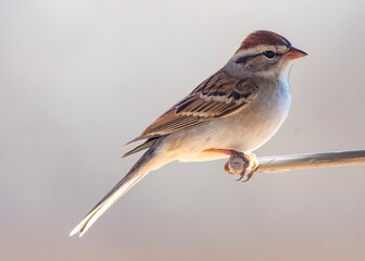 American Sparrow Perched