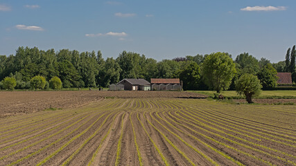 Field with new young corn plants and farm in the distance in the flemish countryside 