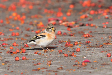 Brambling (Fringilla montifringilla) feeding on guelder rose (Viburnum opulus) berries