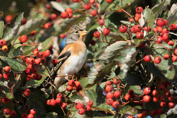 Brambling (Fringilla montifringilla) feeding on guelder rose (Viburnum opulus) berries