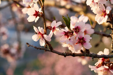 Almond trees in bloom in March
