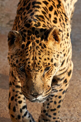 Fototapeta na wymiar Beautiful very close vertical portrait of a jaguar looking towards the ground with its beautiful whiskers in the natural park of cabarceno, in Cantabria, Spain, Europe