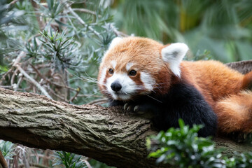 Obraz premium Close up cute Red Panda on the Tree