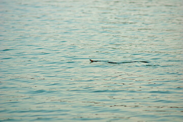 snake swimming in water