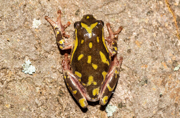 Painted reed frog (Hyperolius marmoratus)	