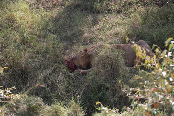 Hungry juvenile lion in Masai Mara