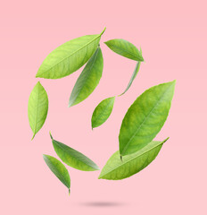 Beautiful fresh green citrus leaves falling on pink background
