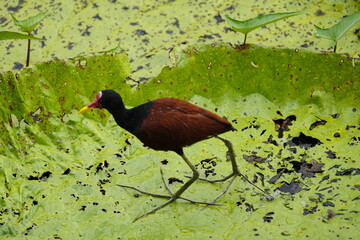 The Wattled Jacana (Jacana jacana) is a wader which is a resident breeder from western Panama and...