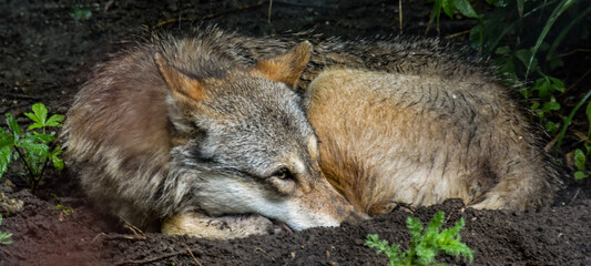 black backed jackal