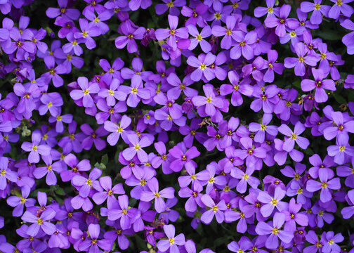 violet flowers background . a lot of small purple flowers of the small periwinkle in spring, front view. purple background with flowers.  macro