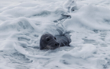 sea lion in the snow