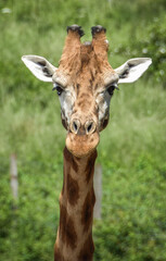 Naklejka premium giraffe eating grass