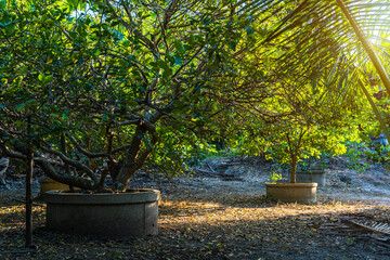 Fototapeta na wymiar Green lemons tree growth on the cement pond in a garden citrus fruit thailand.