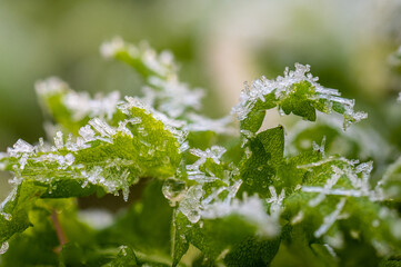Ice crystals forming on green leaves.