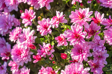 Obraz na płótnie Canvas Fresh bright blooming pink chrysanthemums bushes in autumn garden outside in sunny day. Flower background for greeting card, wallpaper, banner, header.