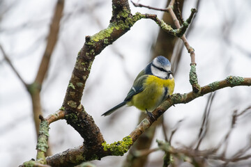 A blue tit sitting on a wet branch.