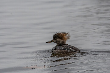 Female Hooded Merganser on the water.