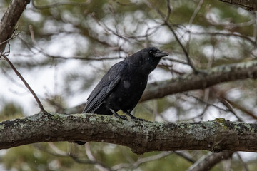 An American Crow on a tree branch.