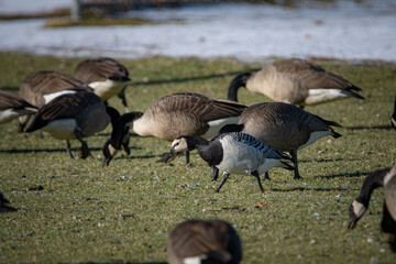 A Barnacle Goose with Canada Geese in Woburn, Massachusetts in Decemeber, 2022.