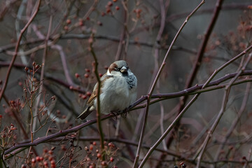 A house sparrow perching in brush.