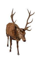 Rotwildgehege mit Hirsch 