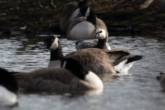 A Barnacle Goose with Canada Geese in Woburn, Massachusetts in Decemeber, 2022.
