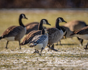 A Barnacle Goose with Canada Geese in Woburn, Massachusetts in Decemeber, 2022.