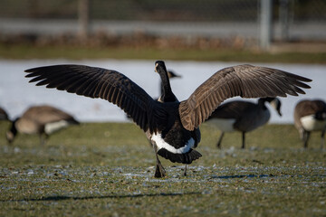 A flying Canada goose landing.