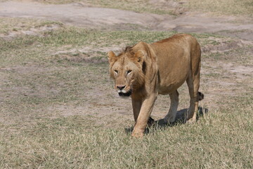 Juvenile male lion in Masai Mara, Kenya