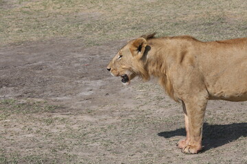 Juvenile male lion in Masai Mara, Kenya