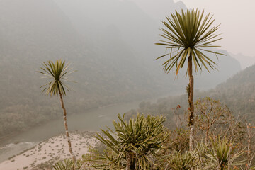 Palm Trees in Laos