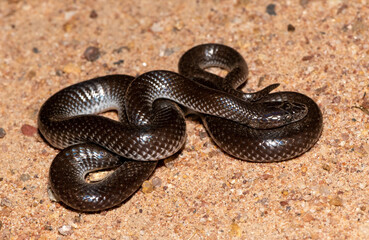 Common Wolf Snake (Lycophidion capense)	