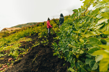 Agricultores en Ecuador cosechando papas. - obrazy, fototapety, plakaty