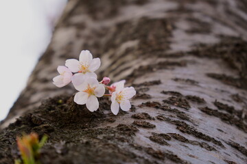 Fototapeta na wymiar Cherry blossoms blooming from tree trunk