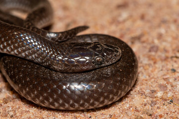 Common Wolf Snake (Lycophidion capense)	