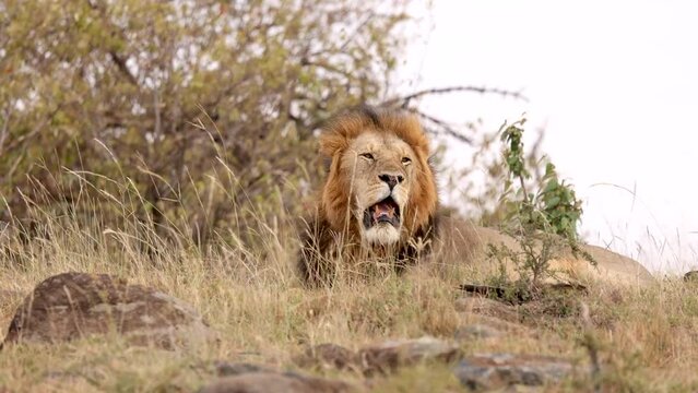 A male lion yawning and waking up in the Kenya savannah