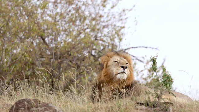 Slow motion of a male lion yawning and waking up in the Kenya savannah