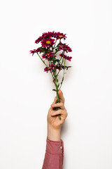 Purple or burgundy chrysanthemum in a male hand on a white background close-up. Concept os relationship or st valentine's day or dating or womens day. Copy space