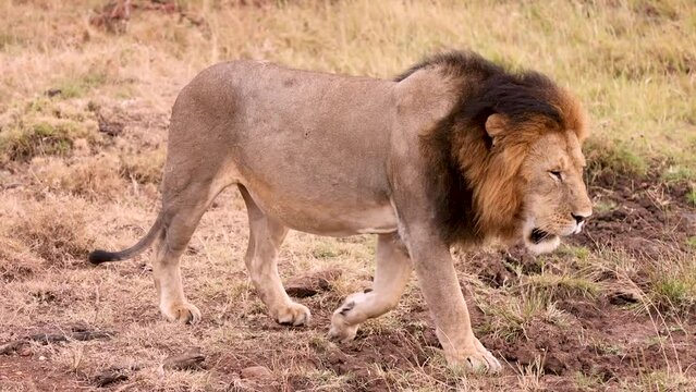 Slow motion male lion walking through the Kenya savannah