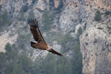 Buitre Leonado en el Barranc del Cint de Alcoy